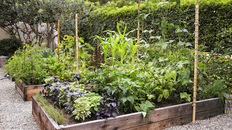Raised-bed kitchen garden full of vegetables against a timber fence
