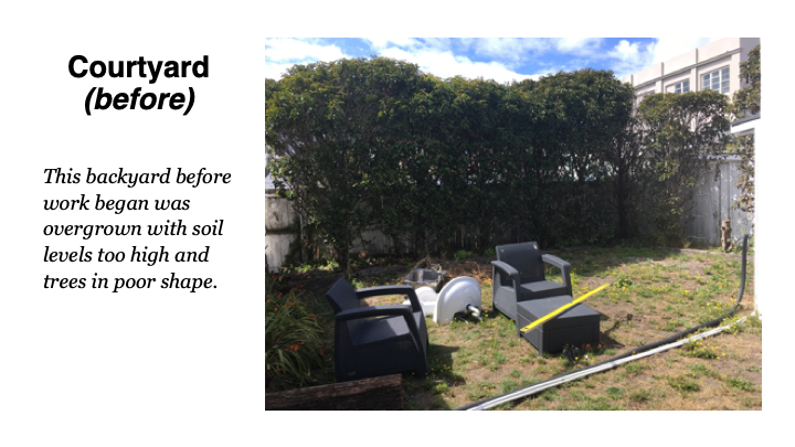 Overgrown backyard courtyard before work